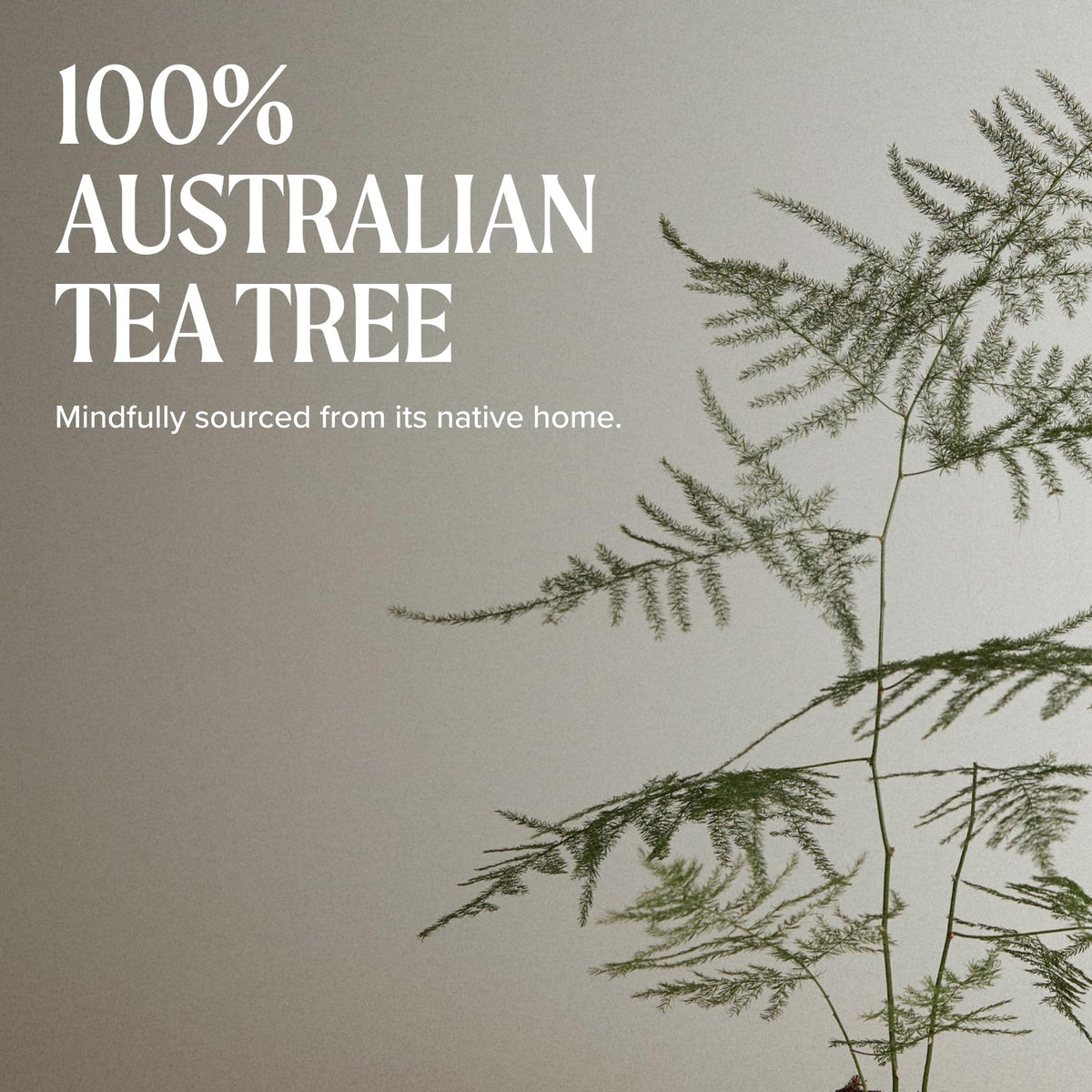 Tea Tree Special Shampoo, Deep Cleans, Refreshes Scalp, Especially Oily Hair, For All Hair Types